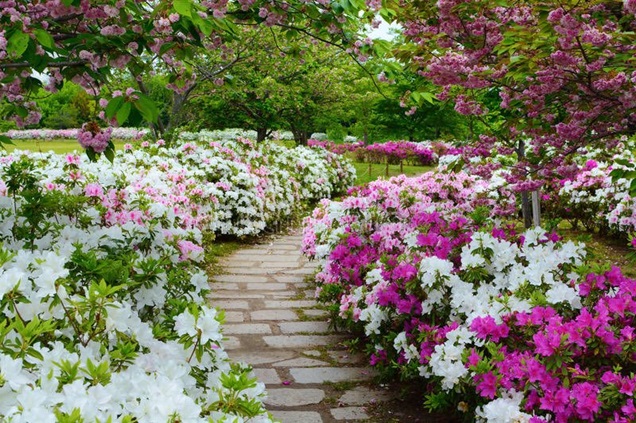 5 plantas japonesas para un jardín zen