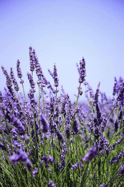 8 hierbas con flores hermosas y de gran sabor