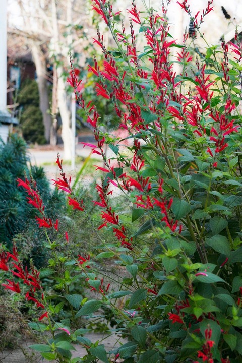 8 hierbas con flores hermosas y de gran sabor