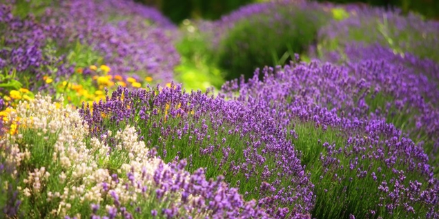 8 hierbas con flores hermosas y de gran sabor