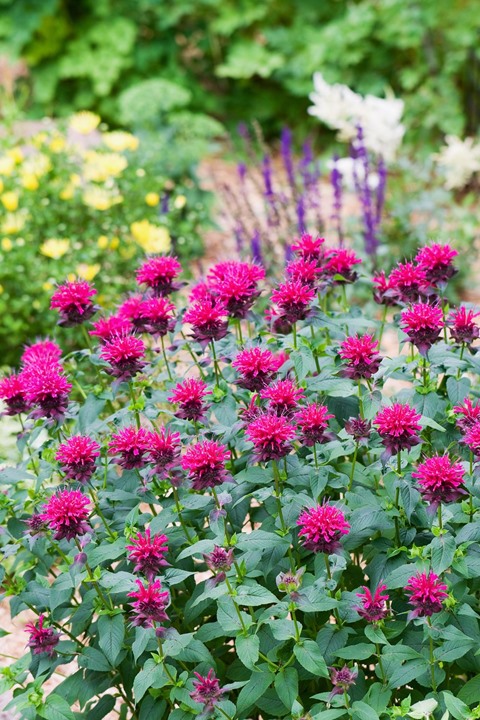 8 hierbas con flores hermosas y de gran sabor