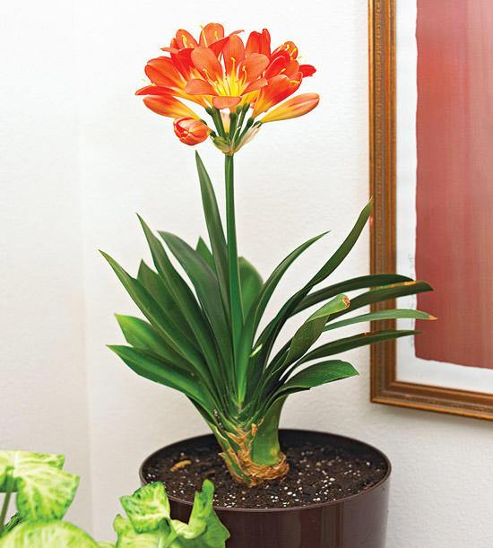 3 plantas de interior con flores