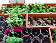 imagen 7 vegetales para cultivar en el interior