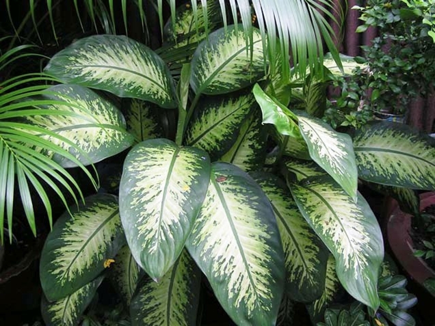 Plantas para un jardín sin sol