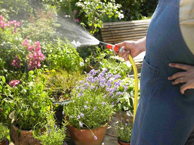 Manten tus plantas con vida mientras estas de vacaciones