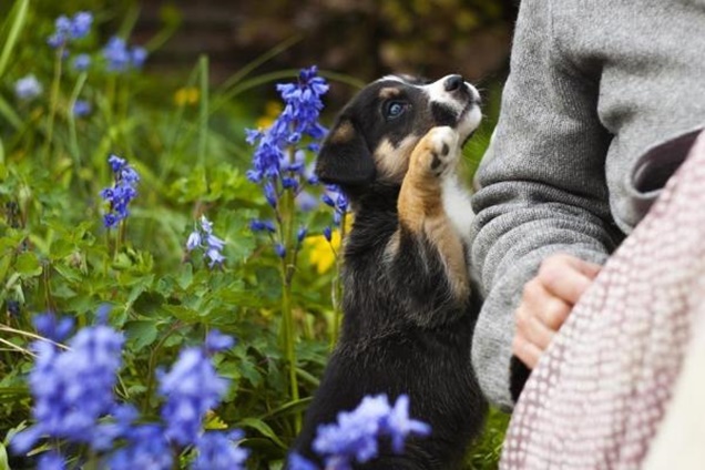 como hacer que mi mascota no destruya el jardin