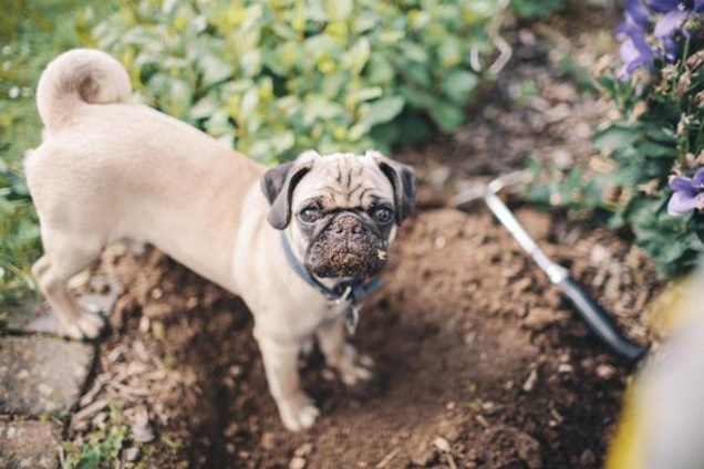 como hacer que mi mascota no destruya el jardin