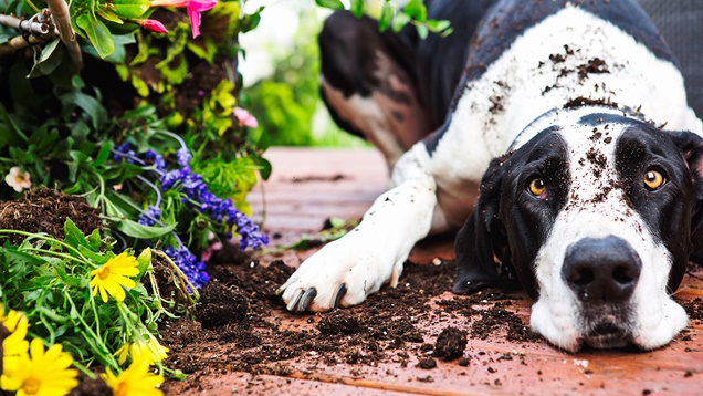 como hacer que mi mascota no destruya el jardin