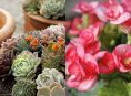 imagen 8 plantas de interior que pueden tolerar descuidos