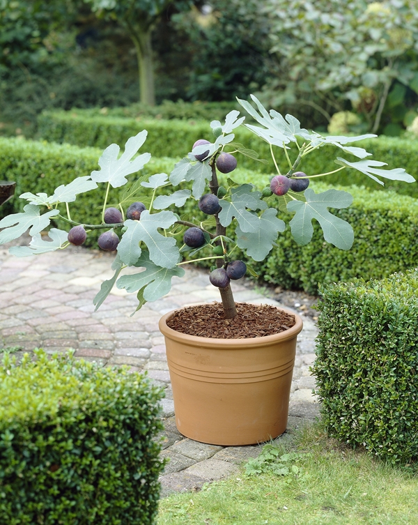 Plantas frutales que puedes cultivar en maceta