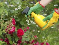 imagen Fertilizantes y pesticidas orgánicos que puedes hacer en casa