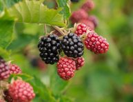 imagen Cómo sembrar moras en una maceta