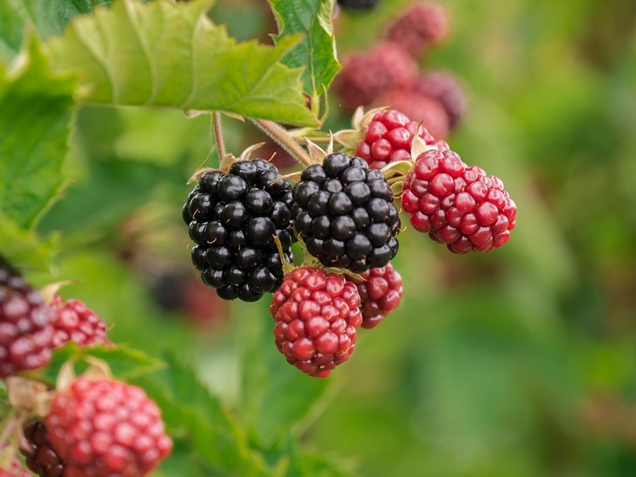 sembrar moras en una maceta