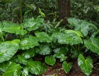 imagen Guía para cuidar la planta Alocasia