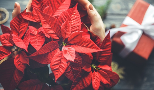 Cuáles son las enfermedades de la flor de Pascua?