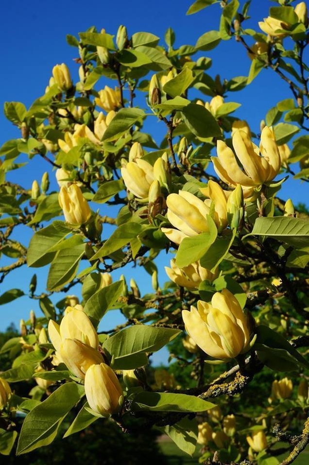 Variedades de la magnolia