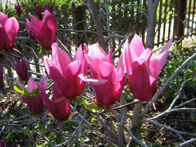 Variedades de la magnolia