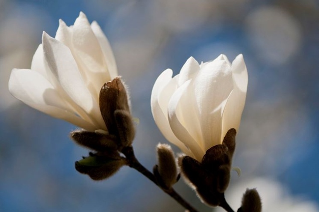 Variedades de la magnolia