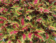 imagen Plantas anuales que le añaden color a tu jardín en verano