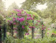 imagen 6 plantas para un jardín de cabaña inglés