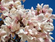 imagen Variedades de la magnolia