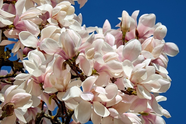 magnolias