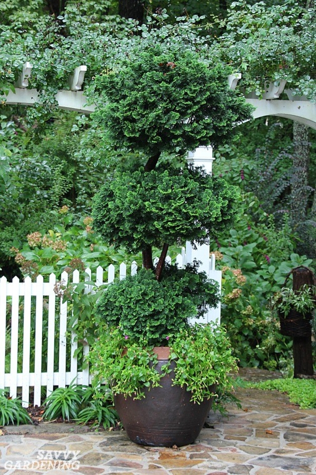 5 árboles de hoja perenne enanos para pequeños jardines