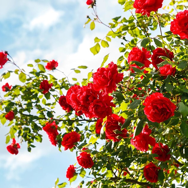 Cómo cultivar el jardín de rosas de tus sueños