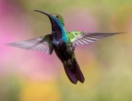 imagen Los colibríes aman estas flores y tú también lo harás