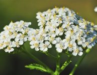 imagen Plantas perennes de larga duración