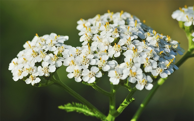 Plantas perennes de larga duracion