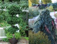 imagen 5 árboles de hoja perenne para pequeños jardines