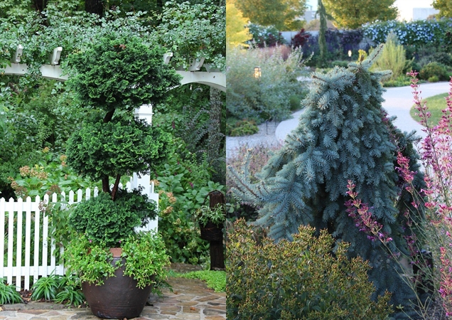 arboles de hoja perenne enanos para pequenos jardines