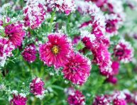 imagen Cuidados de las flores en invierno
