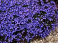 imagen 7 plantas con flores que adoran la sombra