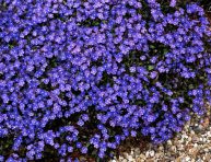 imagen 7 plantas con flores que adoran la sombra