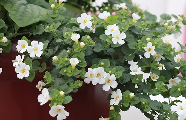 Bacopa