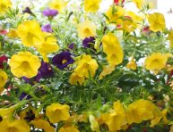 imagen Cuidados de la Calibrachoa