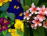 imagen Las flores más fragantes según los jardineros