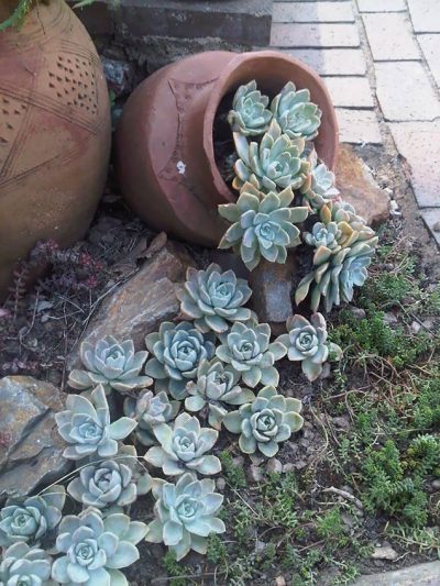 15+ macetas derramadas para decorar tu jardín