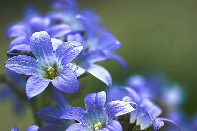 12 flores azules para embellecer tu jardín