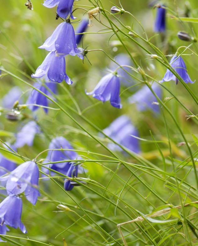 21 flores púrpuras para engalanar tu jardín