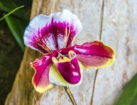 imagen Cómo cultivar una orquídea Paphiopedilum