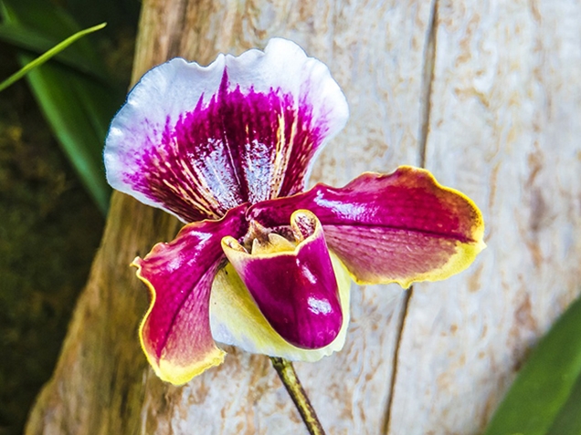 Cómo cultivar una orquídea Paphiopedilum