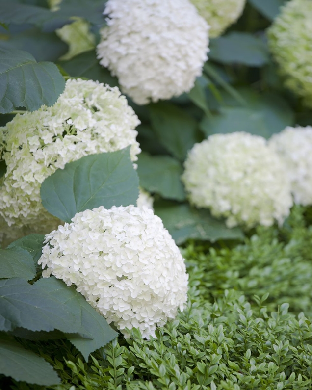 10 flores blancas para iluminar tu patio trasero