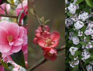 imagen Los mejores arbustos de flor para tu jardín