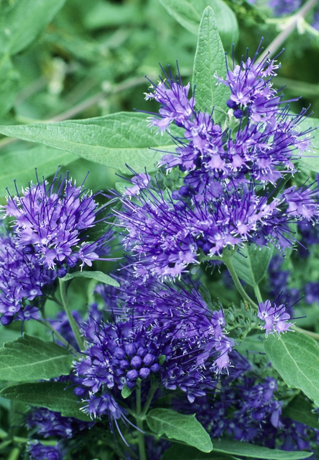 Los mejores arbustos en flor para tu jardín