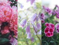 imagen Plantas perennes con flores que aman la luz del sol