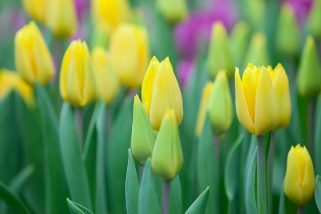 12 flores amarillas perfectas para alegrar tu jardín