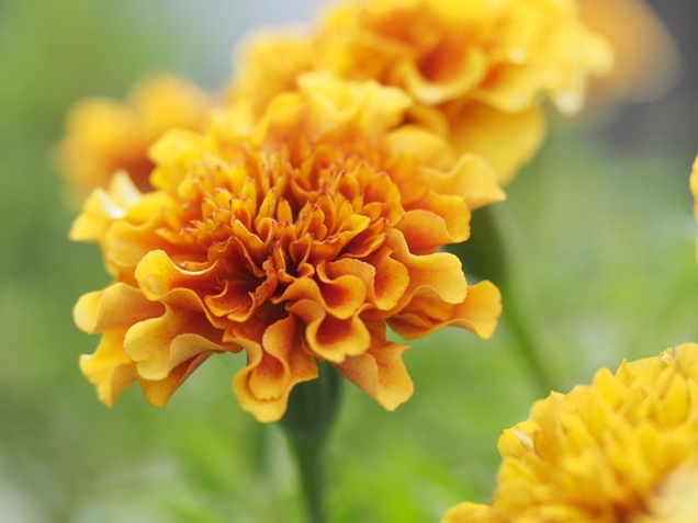 12 flores amarillas perfectas para alegrar tu jardín